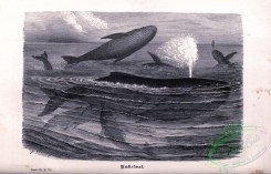 sea_animals_bw-00172 - 003-Whale