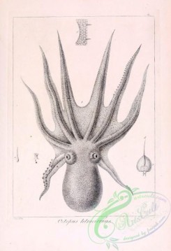 sea_animals_bw-00182 - 004-octopus tetracirrhus