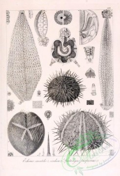 sea_animals_bw-00194 - 016-echinus saxatilis, spatangus purpureus
