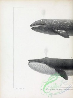 sea_animals_bw-00214 - 003-California Gray Whale