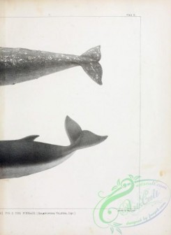 sea_animals_bw-00215 - 004-California Gray Whale