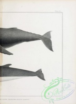 sea_animals_bw-00220 - 009-Humpback, megaptera versabilis, Sharp-headed Finner, balaenoptera davidsoni