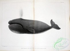 sea_animals_bw-00232 - 021-Right Whale of the North West Coast, balaena sieboldii