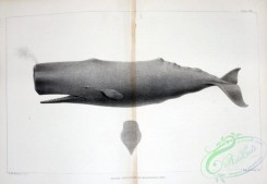 sea_animals_bw-00238 - 027-Sperm Whale, physeter macrocephalus