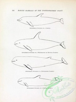 sea_animals_bw-00244 - 033-Cowfish, Whiteheaded or Mottled Grampus, Bottlenosed Grampus