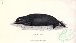 sea_animals_bw-00258 - 002-Sea Otter