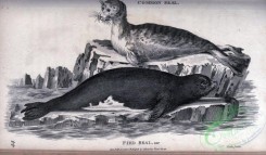 sea_animals_bw-00263 - 001-Common Seal, Pied Seal
