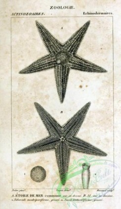 sea_animals_bw-00276 - 001-Starfish