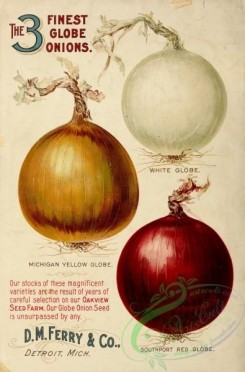 seeds_catalogs-00110 - 110-Globe Onion [3075x4661]