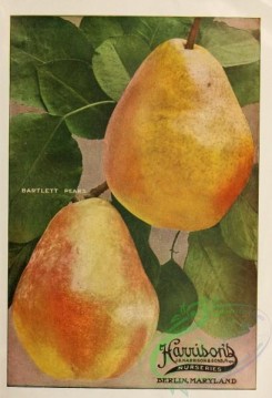 seeds_catalogs-01379 - 028-Pear [3238x4749]