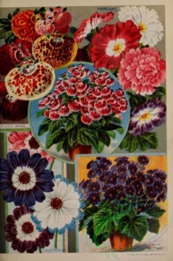 seeds_catalogs-01895 - 077-cinerarias, primulas [3133x4712]