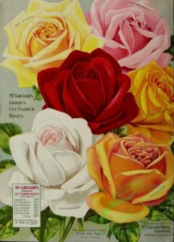 seeds_catalogs-05940 - 024-Rose, 2 [3205x4430]