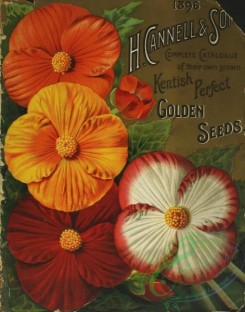 seeds_catalogs-07840 - 001-Begonia