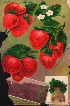 seeds_catalogs-07889 - 002-Strawberry