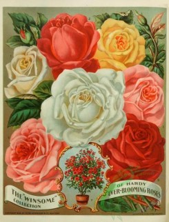 seeds_catalogs-07977 - 007-Roses