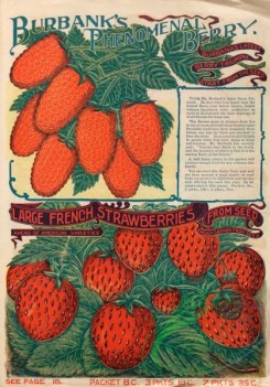 seeds_catalogs-08130 - 004-Raspberry, Strawberry
