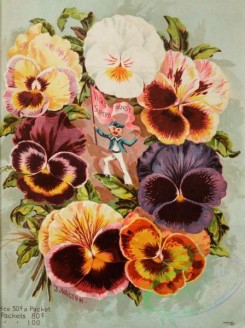 seeds_catalogs-08197 - 004-Pansy