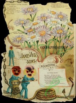 seeds_catalogs-08200 - 007-Asters