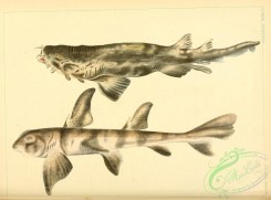 sharks-00001 - Banded Houndshark, triakis scyllium, heterodontus phillippi