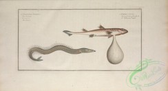 sharks-00016 - Launce, ammodytes tobianus, embrio squali