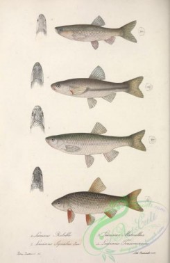 sharks-00031 - leuciscus rubella, leuciscus muticellus, leuciscus squalus, leuciscus trasimenicus