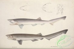 sharks-00036 - Sharpnose Sevengill Shark, Bluntnose Sixgill Shark