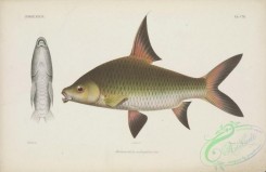 sharks-00046 - 039-Tricolor Sharkminnow, balantiocheilus melanopterus