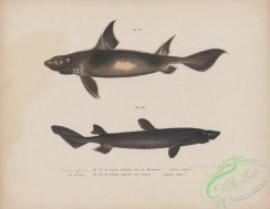 sharks-00053 - 050-Angular Roughshark, centrina salviani, scymnus lichia