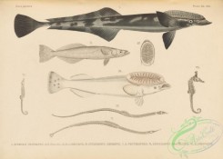 sharks-00068 - 137-Live Sharksucker, echeneis naucrates, echeneis pallida, White Suckerfish, echeneis albescens, syngnathus serratus, syngnathus serratus, Narrow-Snouted Pipefish, syngnathus tenuirostris