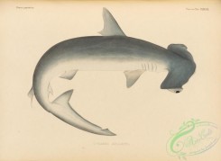 sharks-00073 - 155-Smooth Hammerhead, zygaena malleus