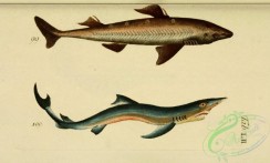 sharks-00083 - Picked Dogfish, Blue Shark