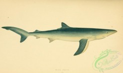 sharks-00097 - BLUE SHARK