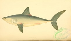 sharks-00102 - PORBEAGLE