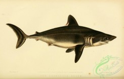 sharks-00112 - Porbeagle Shark