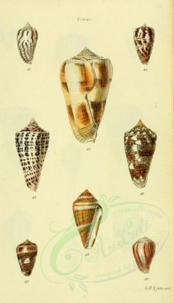 shells-01836 - image [1768x3062]