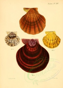 shells-03871 - image [2161x2986]