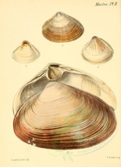 shells-03984 - image [2161x2986]