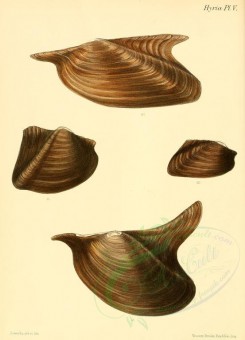 shells-05857 - image [2151x2982]