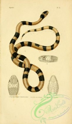 snakes-00006 - erythrolampre venustissime