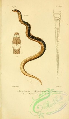 snakes-00009 - furine beau-dos