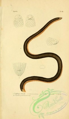 snakes-00020 - typhlops reticule