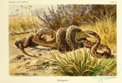 snakes-00026 - coronella austriaca