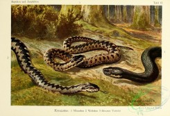 snakes-00030 - vipera berus