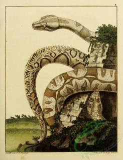 snakes-00045 - unidentified Snake, 21