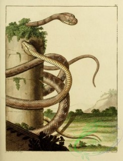 snakes-00046 - unidentified Snake, 22