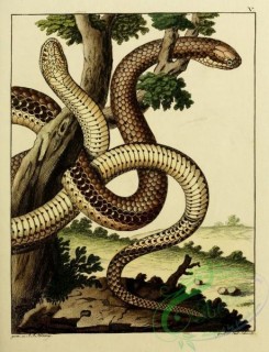 snakes-00047 - unidentified Snake, 23