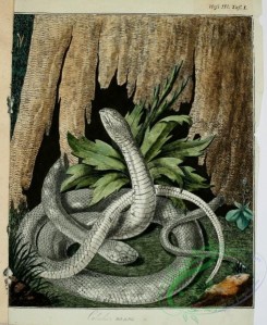 snakes-00052 - unidentified Snake, 28