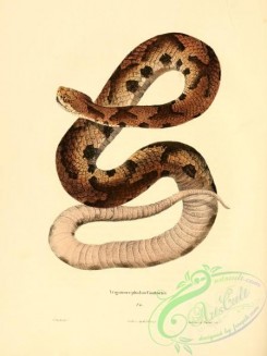 snakes-00062 - trigonocephalus contortix