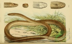 snakes-00063 - pseudechys australis, Brown Pseudechys