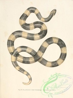snakes-00067 - aspidoclonion annulare